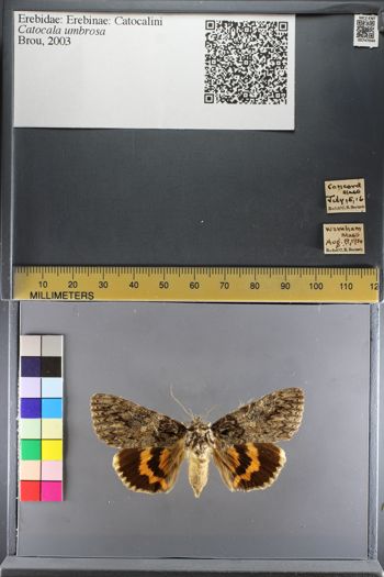 Media type: image;   Entomology 747044